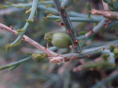 Lacomucinaea lineata