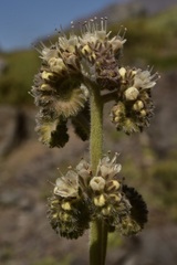 Phacelia secunda