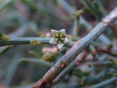 Lacomucinaea lineata