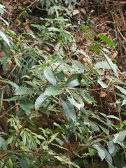 Turpinia formosana