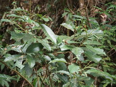 Turpinia formosana