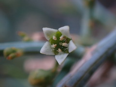 Lacomucinaea lineata