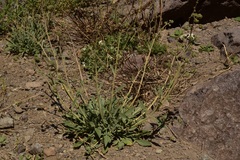 Phacelia secunda