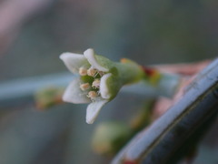 Lacomucinaea lineata