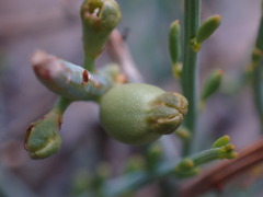 Lacomucinaea lineata