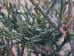 Lacomucinaea lineata