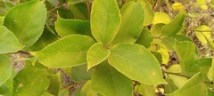 Ficus exasperata
