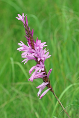 Watsonia densiflora
