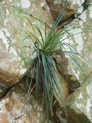 Carex sociata