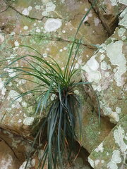 Carex sociata