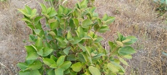 Ficus exasperata