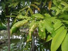 Dimocarpus longan