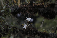 Dendrobium infundibulum