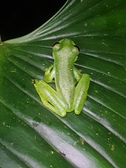 Espadarana prosoblepon