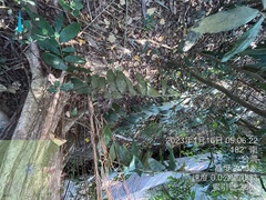 Diospyros blancoi