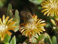 Eristalinus