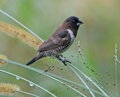 Spermestes cucullata scutata