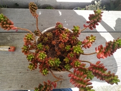 Sedum × rubrotinctum