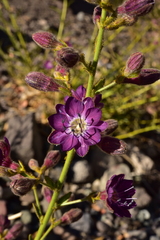 Malesherbia linearifolia