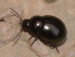 Cyrtonus almeriensis