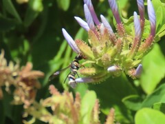 Antepipona