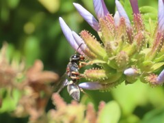 Antepipona