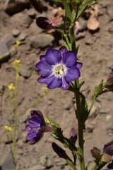 Malesherbia linearifolia