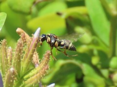 Antepipona