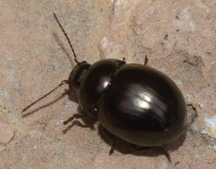 Cyrtonus almeriensis