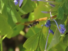 Antepipona
