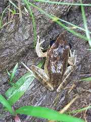 Pristimantis achatinus