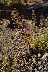 Malesherbia linearifolia