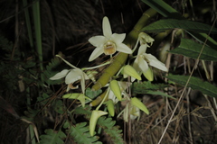 Dendrobium heterocarpum