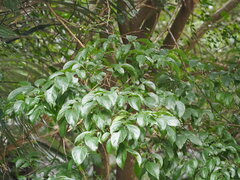 Celtis tetrandra
