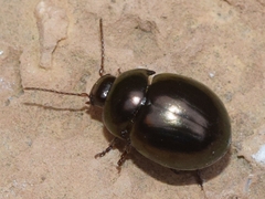 Cyrtonus almeriensis