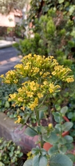 Kalanchoe densiflora