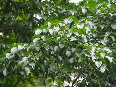 Celtis tetrandra