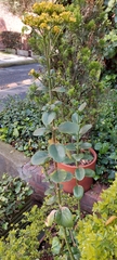 Kalanchoe densiflora