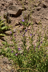 Malesherbia linearifolia