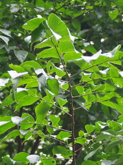 Celtis tetrandra