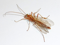 Ophion luteus