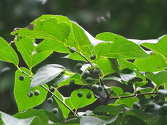 Celtis tetrandra