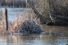 Ondatra zibethicus