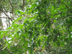 Celtis tetrandra