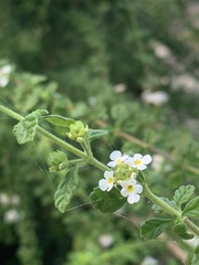 Lippia micromera