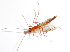 Ophion luteus