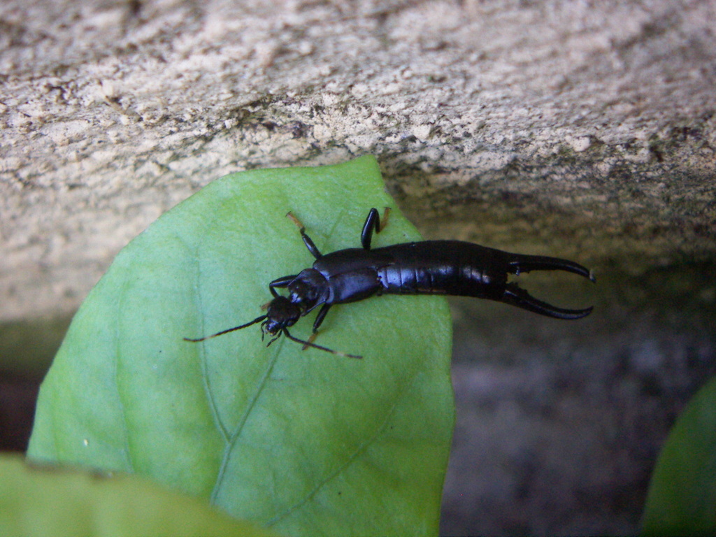 Black earwig hotsell