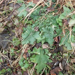 Carduus crispus
