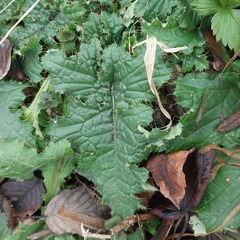 Carduus crispus