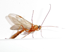 Ophion luteus